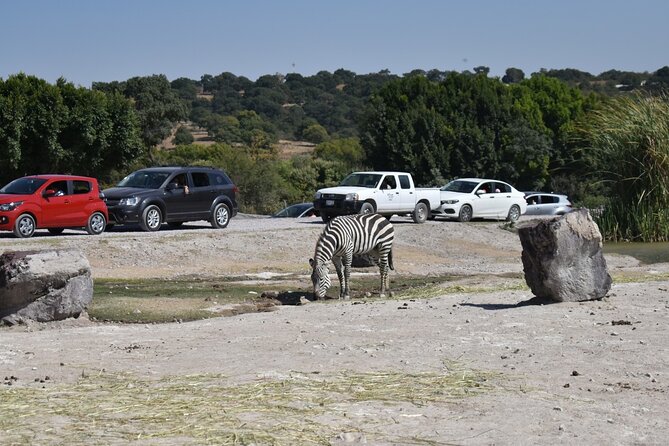Africam safari (private tour) - Timing, food, and what to bring