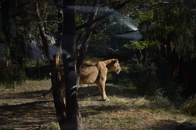 Africam safari (private tour) - Why the private ride matters