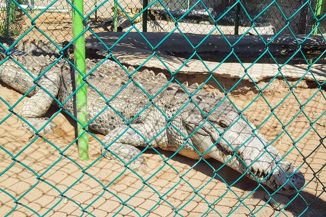 Afro-Mex Village Experience -Horseback Ride -Turtle Hatch & Crocs - Meeting crocodiles at the recently opened farm