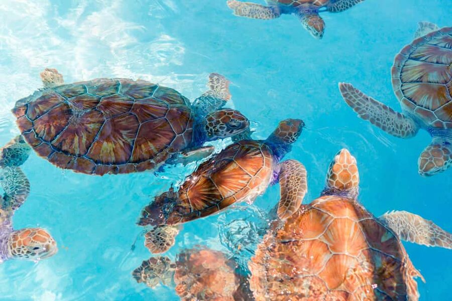 Akumal: Snorkel with Marine Fauna and an Expert Guide - The guided swim in Tsúuk Akumal Natural Park