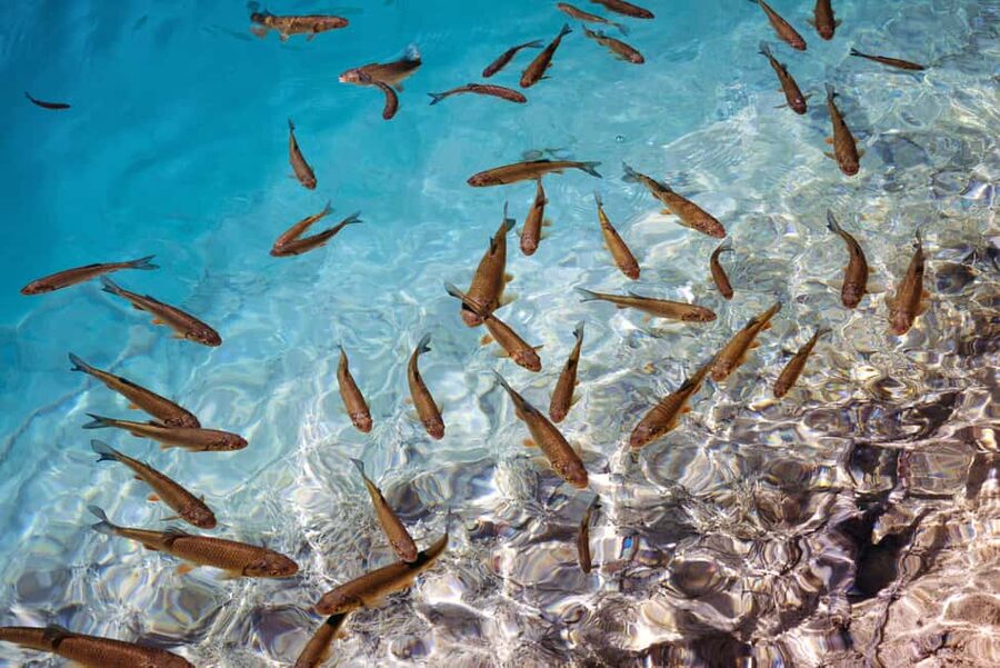 Akumal: Snorkel with Marine Fauna and an Expert Guide - What you can see beneath the surface
