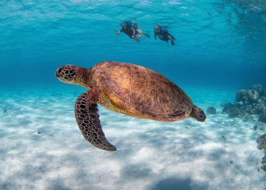 Akumal: Snorkel with Marine Fauna and an Expert Guide - Beach time adds value after the swim