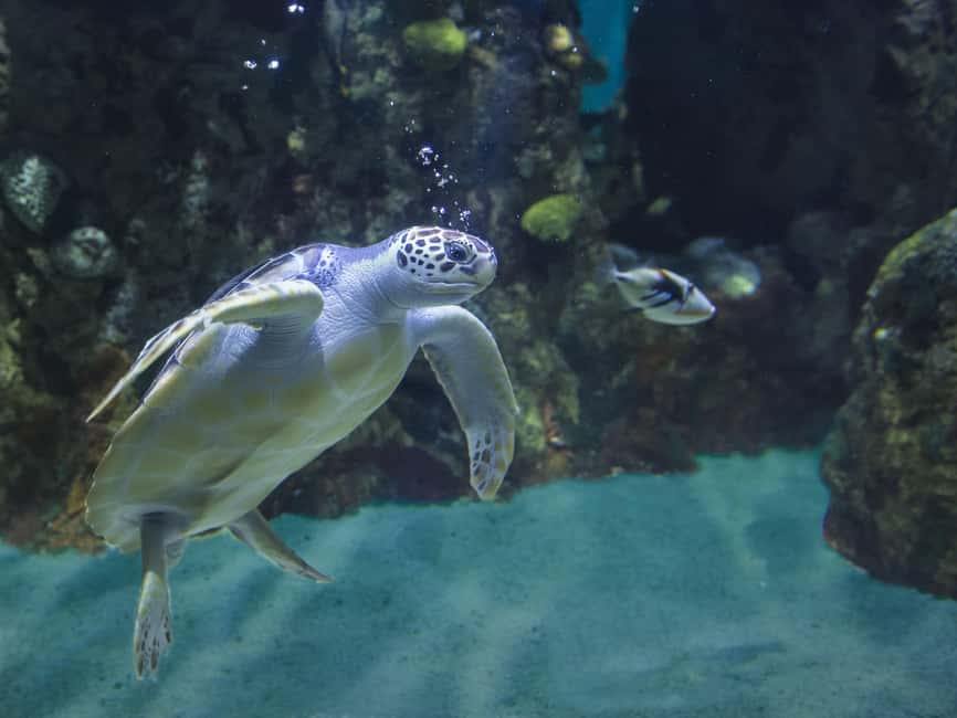 Akumal: Snorkel with Marine Fauna and an Expert Guide - Who will enjoy this Akumal snorkeling trip