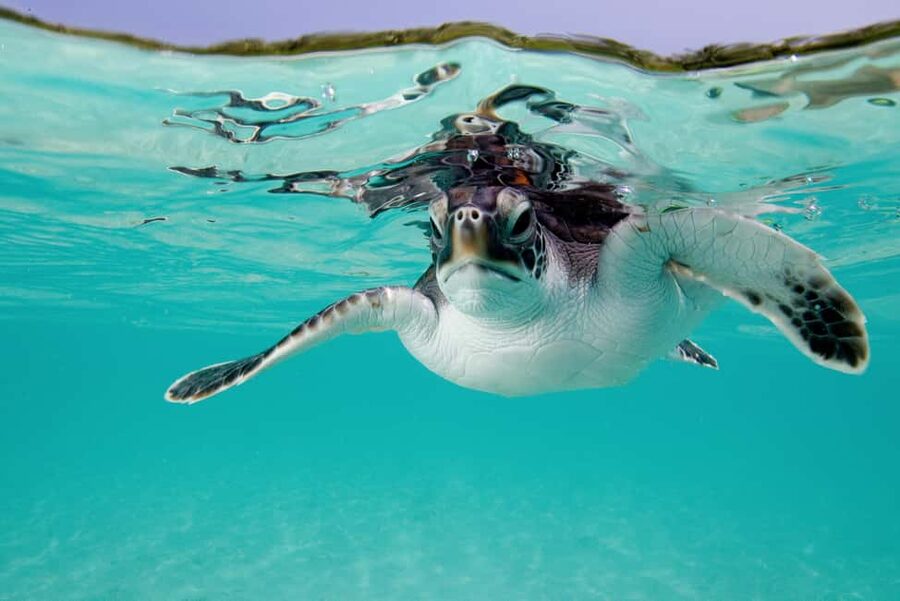 Akumal: Snorkel with Marine Fauna and an Expert Guide - Booking flexibility and practical planning