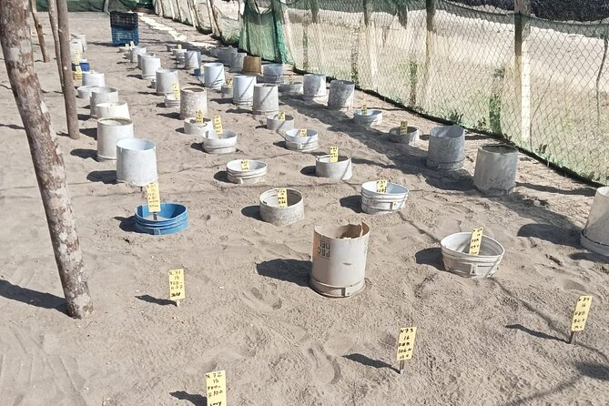 Baby Sea Turtle Releasing Sightseeing Tour with Luis de la Maza - Why Juluchuca makes this more than a quick turtle photo