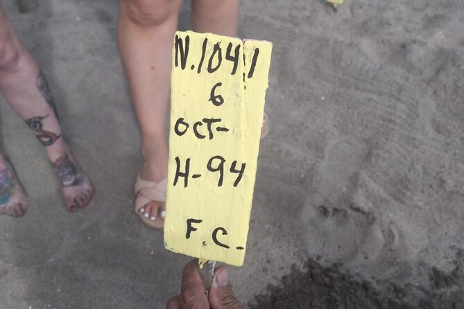 Baby Sea Turtle Releasing Sightseeing Tour with Luis de la Maza - Releasing hatchlings from the wet sand