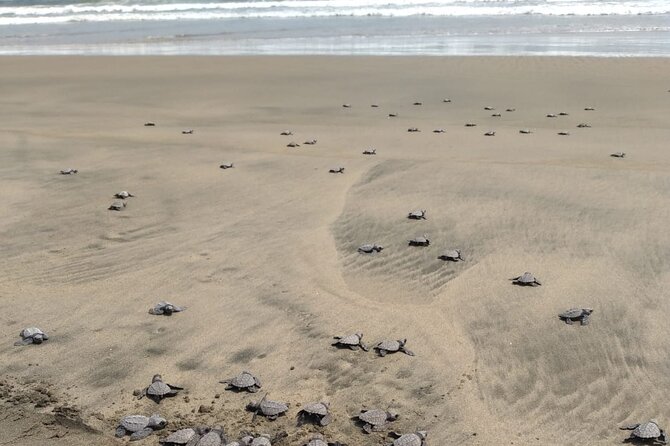 Baby Sea Turtle Releasing Sightseeing Tour with Luis de la Maza - The ATV ride and the rustic side of the outing