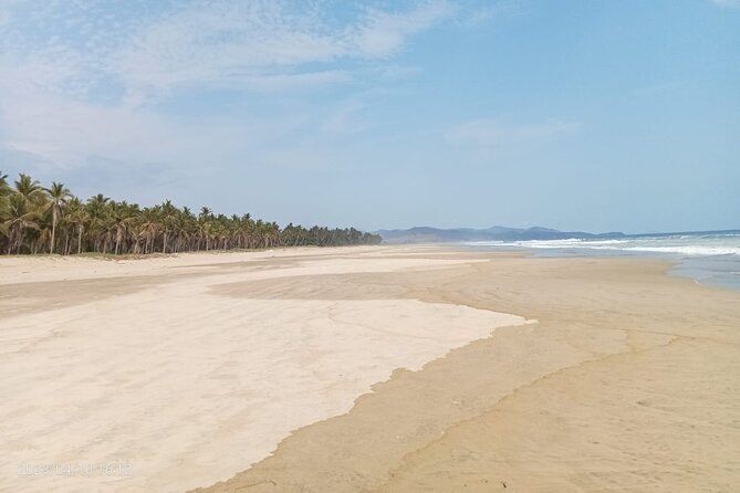 Baby Sea Turtle Releasing Sightseeing Tour with Luis de la Maza - Who will enjoy this tour most?