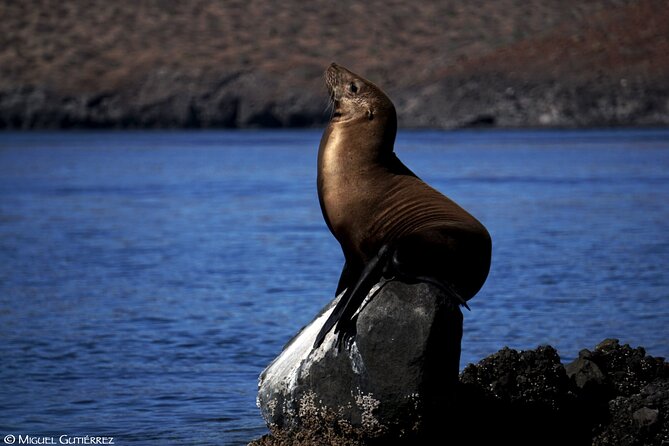 Balandra Private Boat Tour - Snorkeling near San Rafaelito’s sea lions