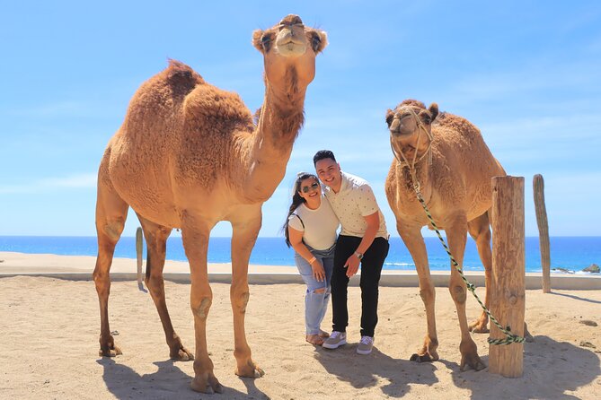 Beach, ATV, and Camel Ride Combo Tour - The camel ride beside the Pacific