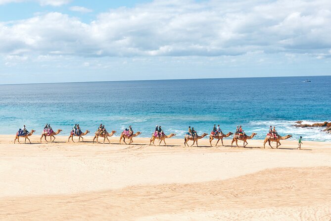 Beach Camel Ride and Encounter in Cabo - A camel ride with the Pacific in view