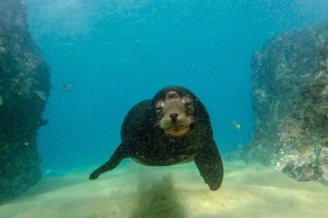 Beginner Scuba Diving in Cabo San Lucas - Marine life around Cabo’s rocky sites