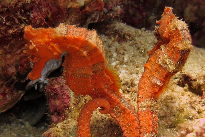 Beginner Scuba Diving in Cabo San Lucas - Who will enjoy this most