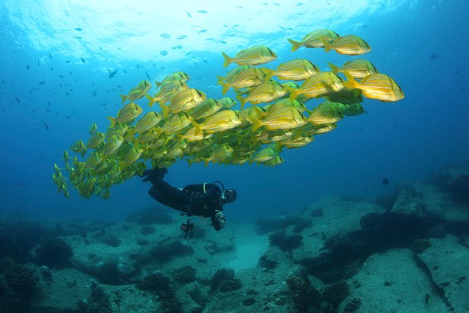Beginner Scuba Diving in Cabo San Lucas - Learning the equipment before entering the water