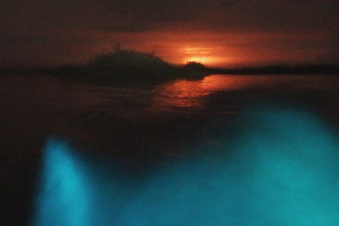 Bioluminescent Night Tour - Quick points before you book