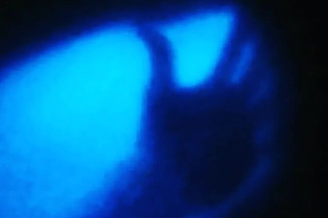 Bioluminescent Night Tour - Is $115 a fair price?