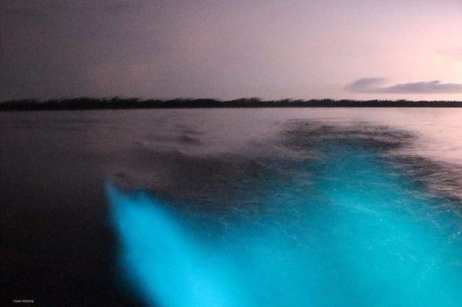 Bioluminescent Night Tour - How the bioluminescence really looks