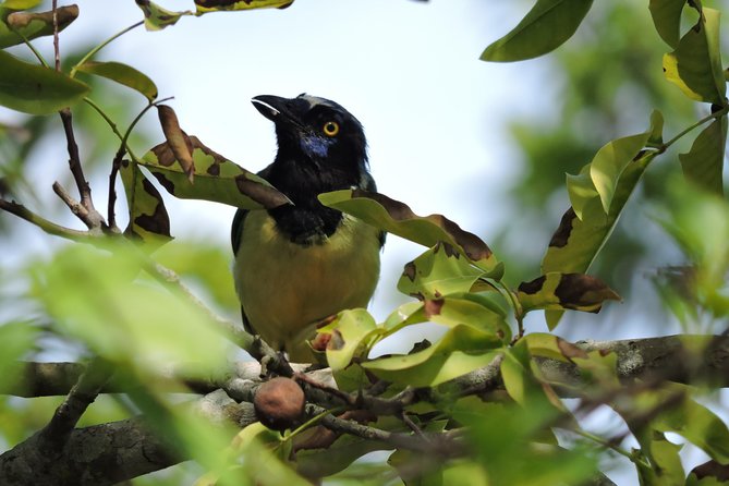 Birdwatching Cancun - The 6:00 a.m. start from Punta Cancun