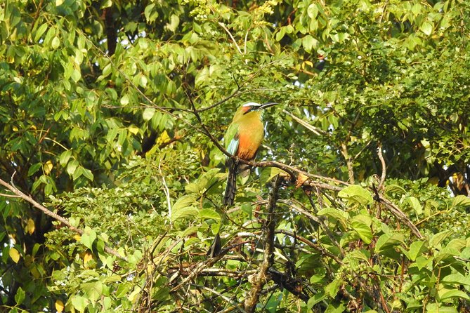 Birdwatching Cancun - Is the $165 price fair?