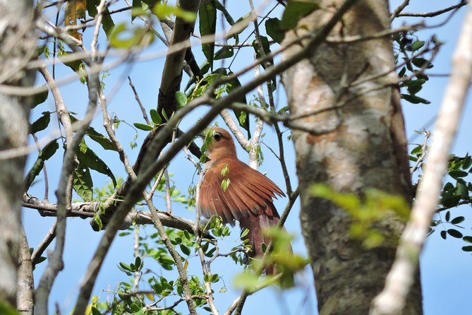 Birdwatching Cancun - Following the rural roads near Ruta de los Cenotes