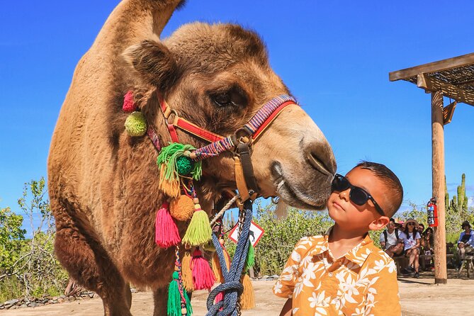 Boat Ride to the Arch and Beach Camel Ride in Cabo San Lucas - Pickup timing and group size