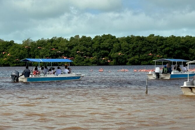 Boat tour through the mangroves of Celestún and Playa from Merida - How the $105.56 price holds up