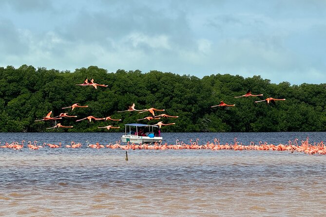 Boat tour through the mangroves of Celestún and Playa from Merida - Who should book this Celestún outing