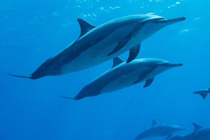 Boat Trip to See Marine Life in Puerto Escondido - Key things to know before you book