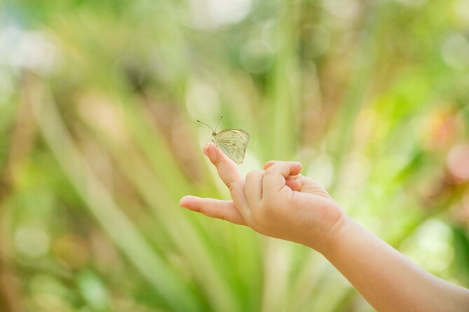 Butterfly Sanctuary & Museum Guided Tour in Puerto Vallarta - A butterfly sanctuary with a real purpose