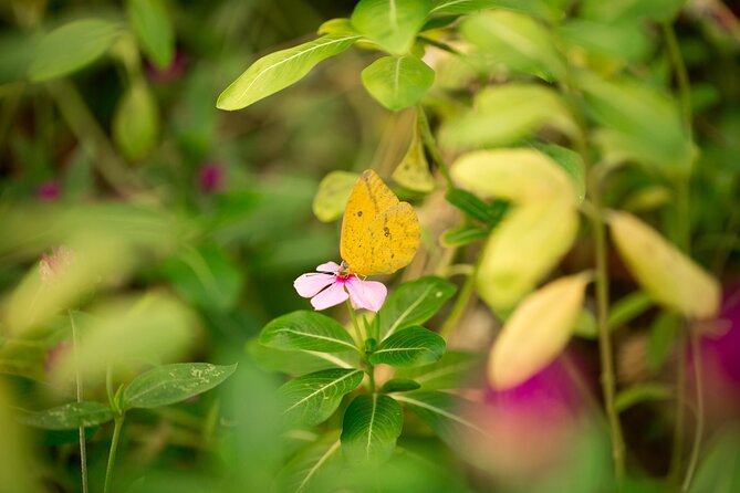 Butterfly Sanctuary & Museum Guided Tour in Puerto Vallarta - From caterpillar to chrysalis to adult butterfly
