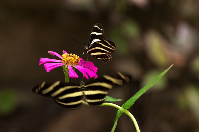 Butterfly Sanctuary & Museum Guided Tour in Puerto Vallarta - The Butterfly Heritage Museum adds context