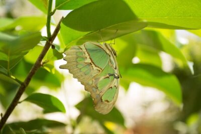 Butterfly Sanctuary & Museum Guided Tour in Puerto Vallarta