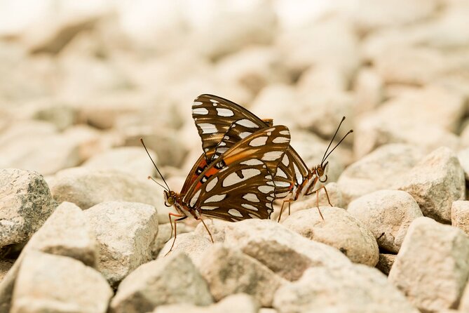 Butterfly Sanctuary & Museum Guided Tour in Puerto Vallarta - Why the small group makes a difference