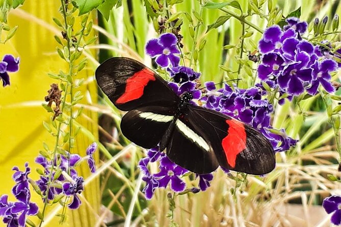 Butterfly Sanctuary & Museum Guided Tour in Puerto Vallarta - Getting there requires a little planning