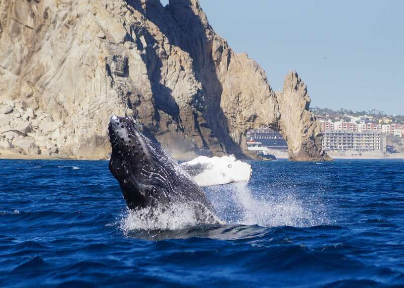Cabo San Lucas: 2.5-Hour Whale Watching Tour - Key points at a glance