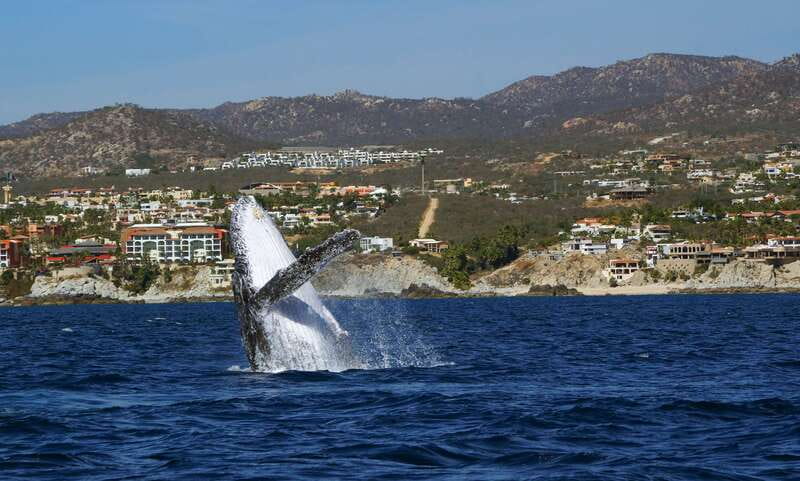 Cabo San Lucas: 2.5-Hour Whale Watching Tour - Leaving the marina for the open water