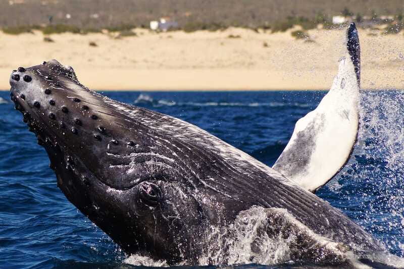 Cabo San Lucas: 2.5-Hour Whale Watching Tour - The Arch and Cabo’s sea lions