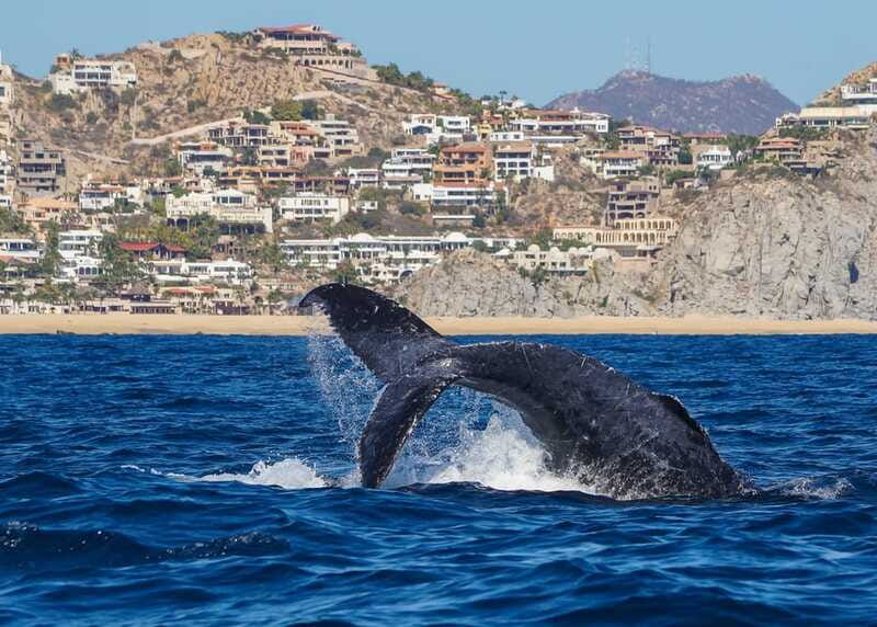 Cabo San Lucas: 2.5-Hour Whale Watching Tour - Choosing the best departure time