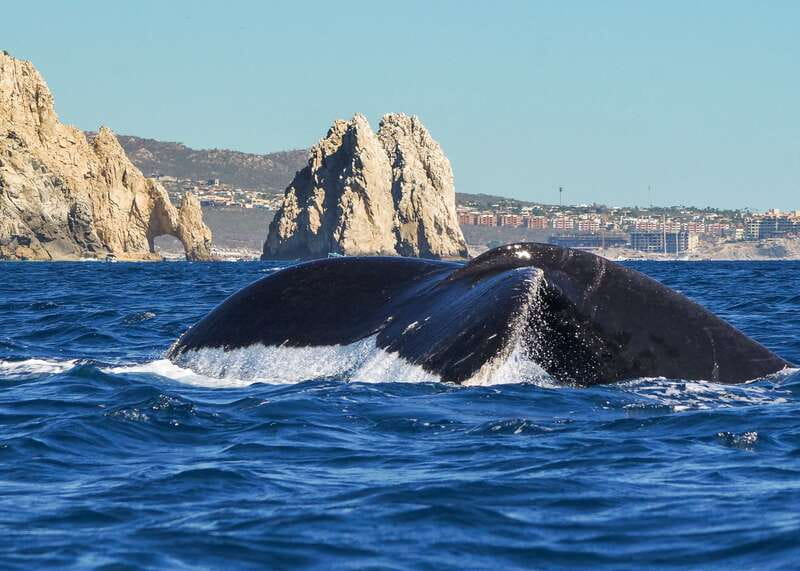 Cabo San Lucas: 2.5-Hour Whale Watching Tour - Who should book this experience