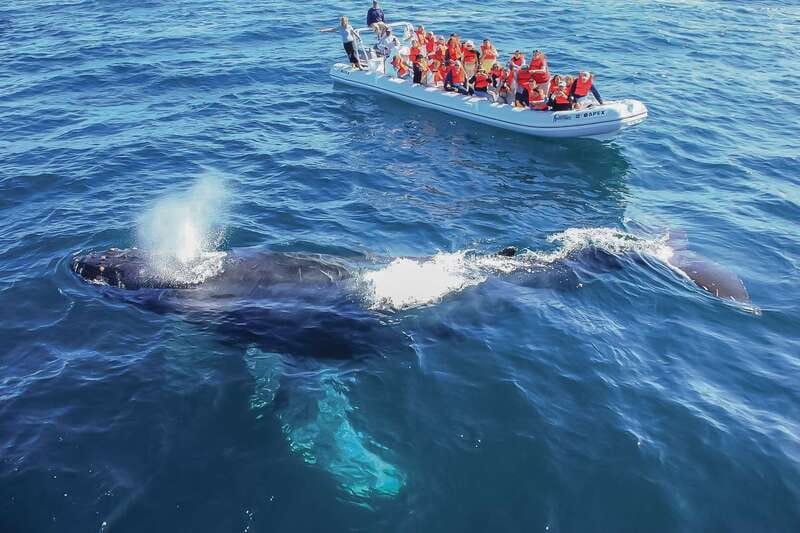 Cabo San Lucas: 2-Hour Whale Watching Adventure - Chasing Humpbacks in Cabo’s Winter Waters