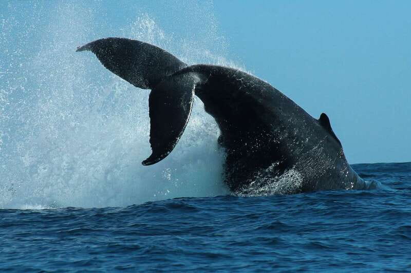 Cabo San Lucas: 2-Hour Whale Watching Adventure - Why the Inflatable Boat Changes the Ride