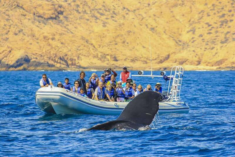 Cabo San Lucas: 2-Hour Whale Watching Adventure - Listening Beneath the Surface With a Hydrophone