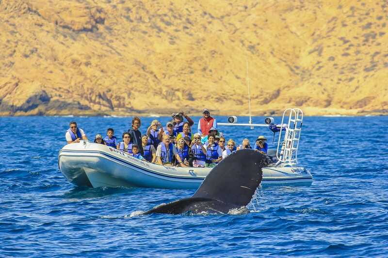 Cabo San Lucas: 2-Hour Whale Watching Adventure - What You Might See From the Water