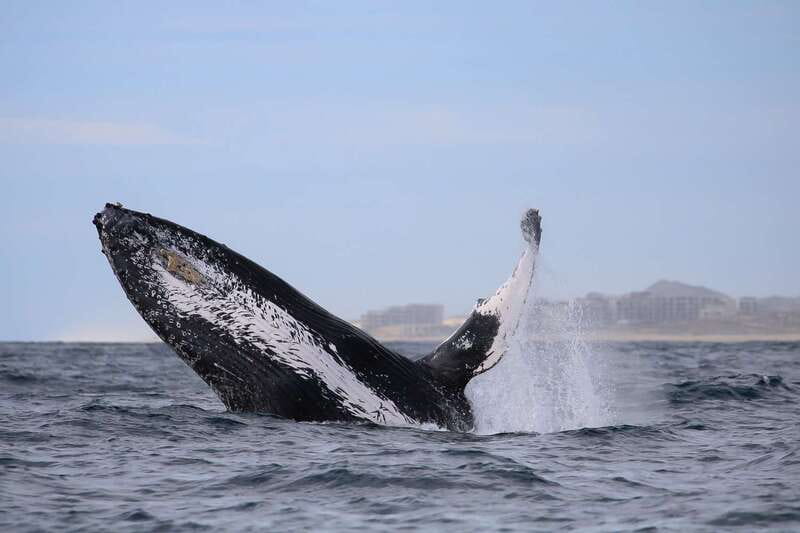 Cabo San Lucas: 2-Hour Whale Watching Adventure - Is $99 a Fair Price?