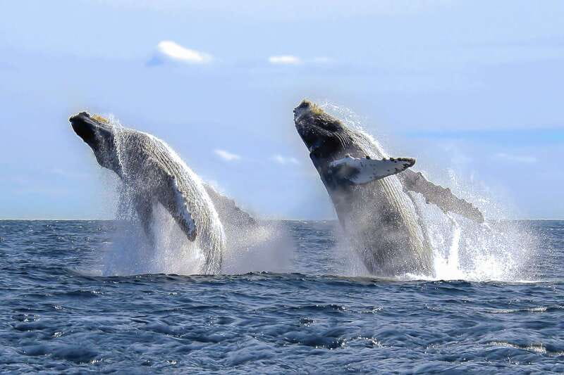 Cabo San Lucas: 2-Hour Whale Watching Adventure - Comfort, Clothing, and Practical Limits