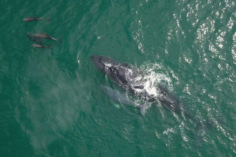 Cabo San Lucas: 2-Hour Whale Watching Adventure - Who Will Enjoy This Cabo Whale Tour?