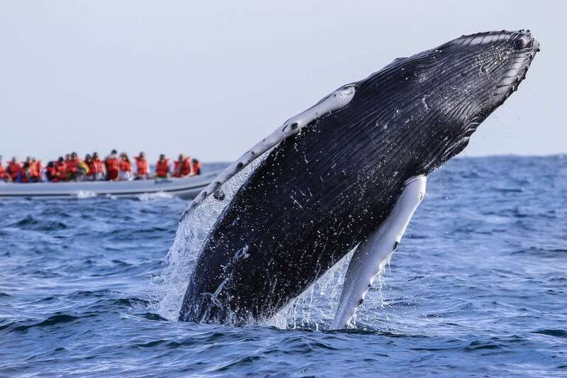 Cabo San Lucas: 2-Hour Whale Watching Adventure - From Pickup Van to Cabo San Lucas Harbor