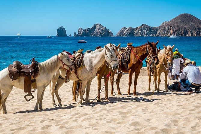 Cabo San Lucas Beach and Desert Horseback Ride - Price, photos, and the real value