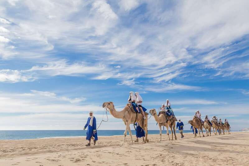 Cabo San Lucas: Camel Safari Tour with Lunch and Tequila - Key points to know before you book
