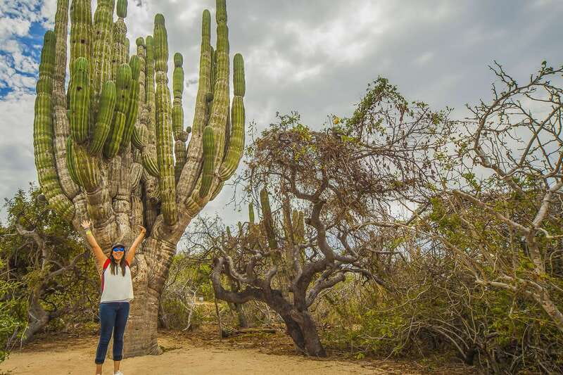 Cabo San Lucas: Camel Safari Tour with Lunch and Tequila - Winter whale views from the shore
